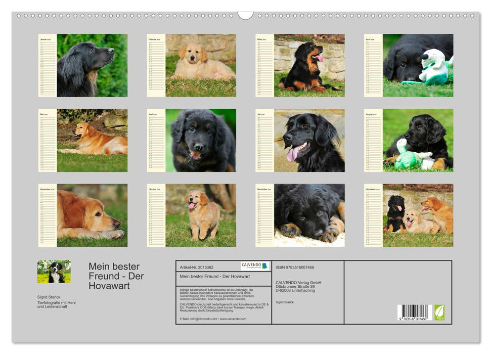 Mein bester Freund - Der Hovawart (CALVENDO Wandkalender 2026)
