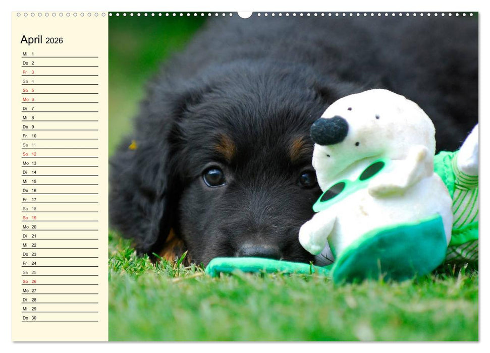 Mein bester Freund - Der Hovawart (CALVENDO Wandkalender 2026)