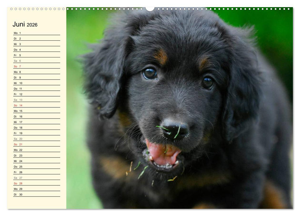 Mein bester Freund - Der Hovawart (CALVENDO Wandkalender 2026)