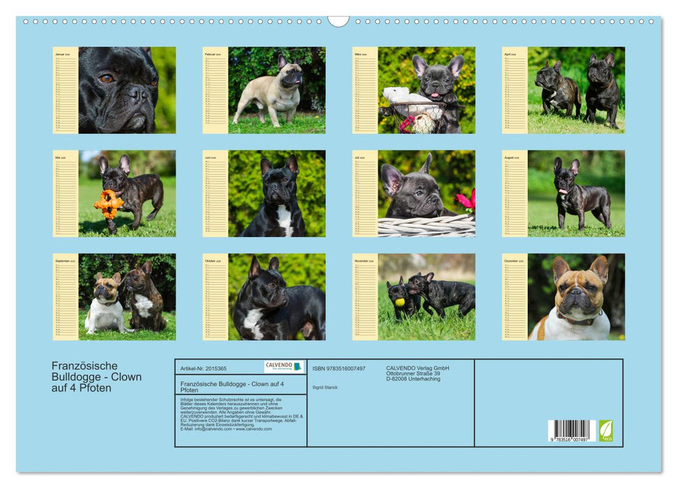 Französische Bulldogge - Clown auf 4 Pfoten (CALVENDO Wandkalender 2026)