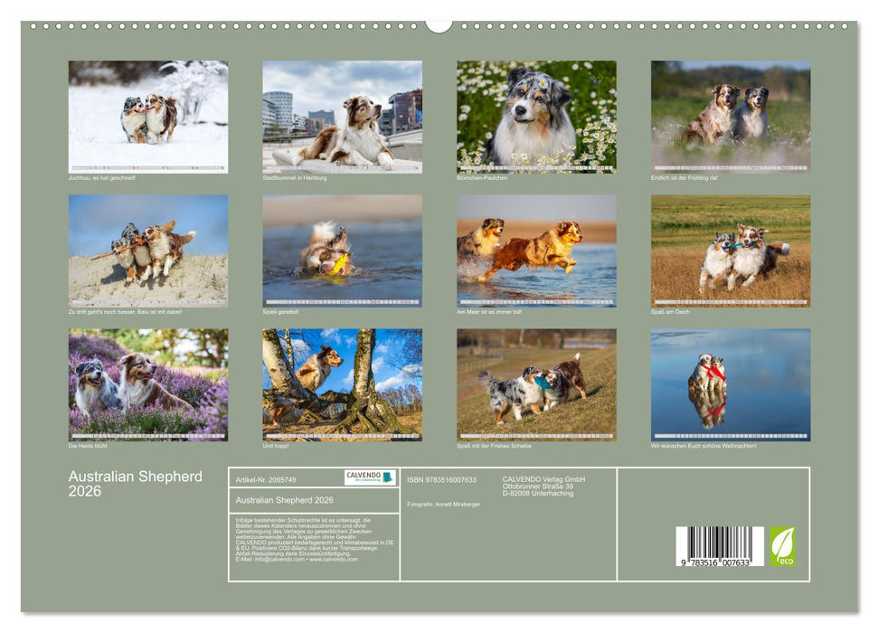 Australian Shepherd 2026 (CALVENDO Premium Wandkalender 2026)