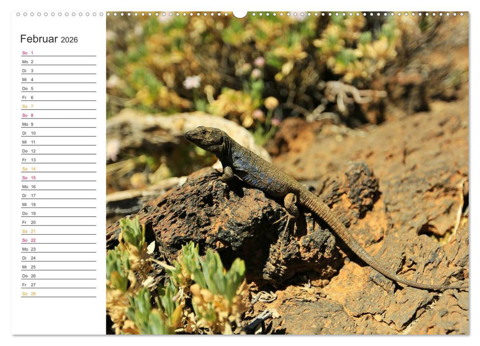 Der Norden von Teneriffa (CALVENDO Wandkalender 2026)