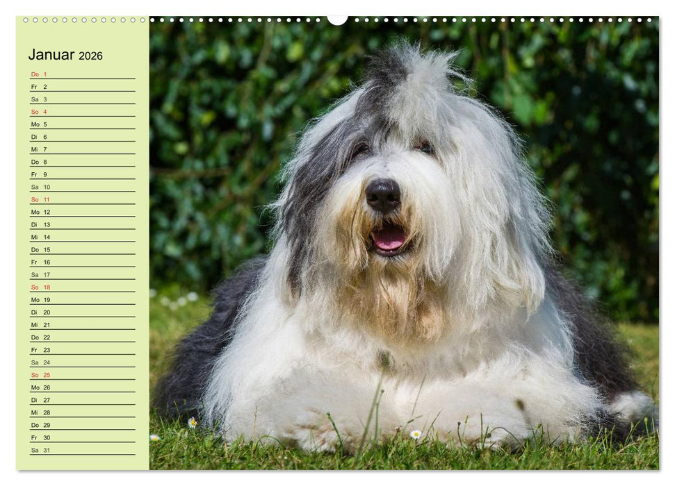 Traumhund Bobtail (CALVENDO Premium Wandkalender 2026)