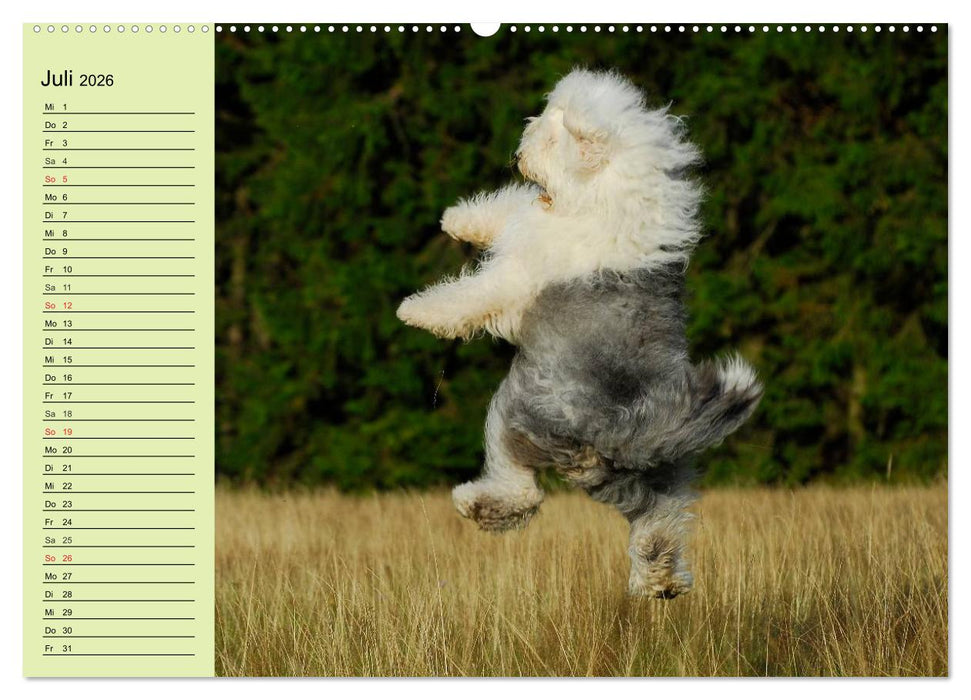 Traumhund Bobtail (CALVENDO Premium Wandkalender 2026)