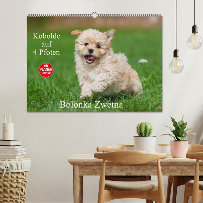 Kobolde auf 4 Pfoten - Bolonka Zwetna (CALVENDO Wandkalender 2026)