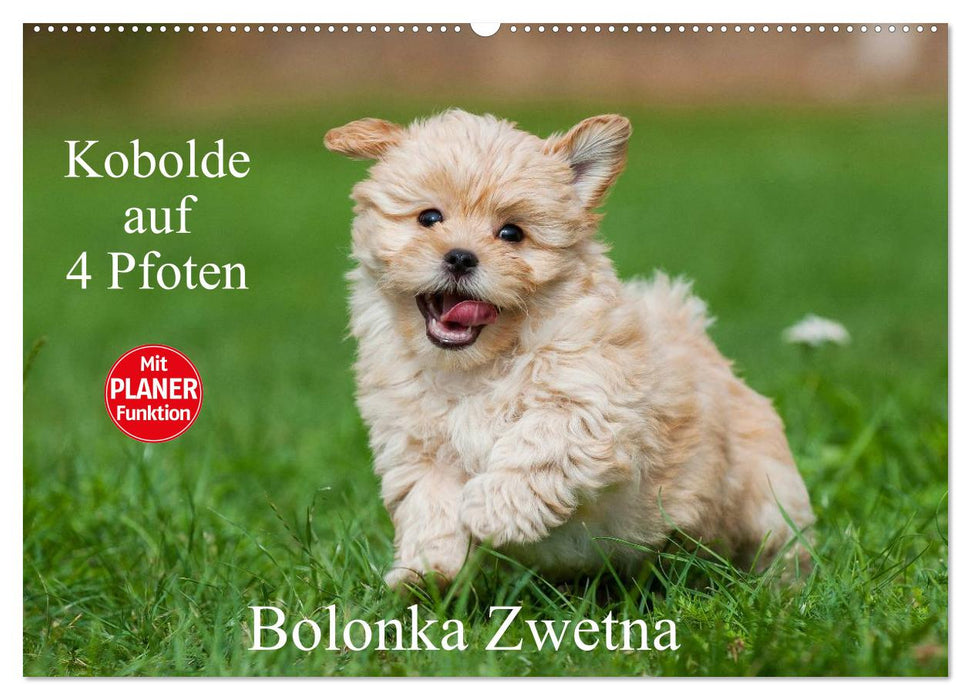 Kobolde auf 4 Pfoten - Bolonka Zwetna (CALVENDO Wandkalender 2026)