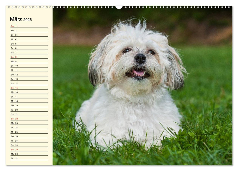 Kobolde auf 4 Pfoten - Bolonka Zwetna (CALVENDO Wandkalender 2026)