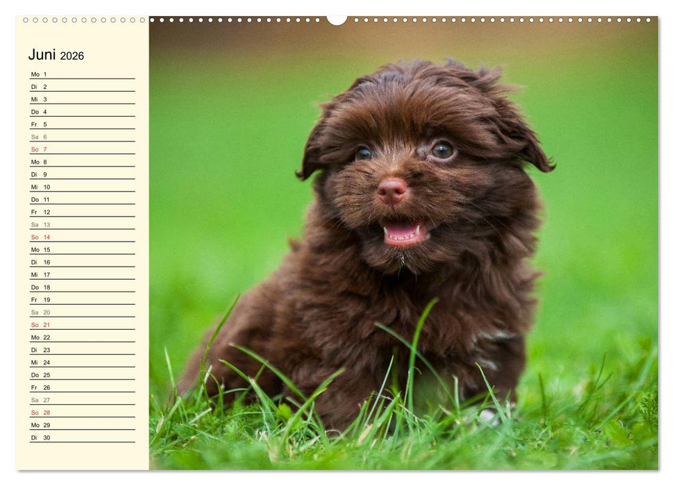 Kobolde auf 4 Pfoten - Bolonka Zwetna (CALVENDO Wandkalender 2026)