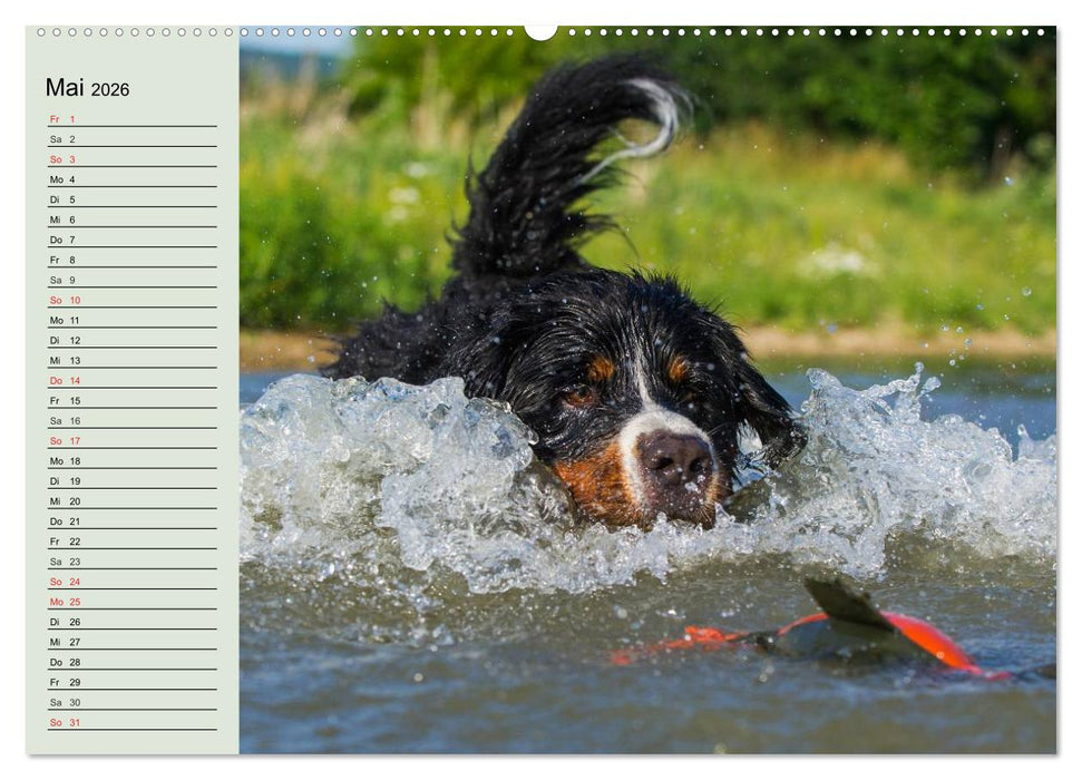 Berner Sennenhunde in Action (CALVENDO Wandkalender 2026)