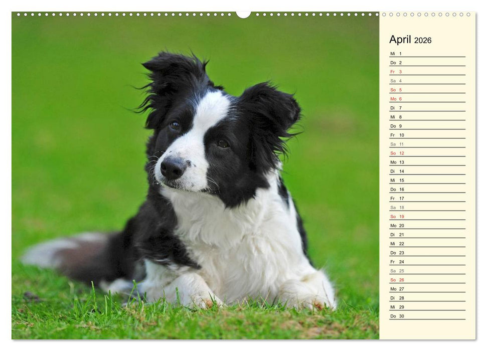 Border Collie 2026 (CALVENDO Wandkalender 2026)
