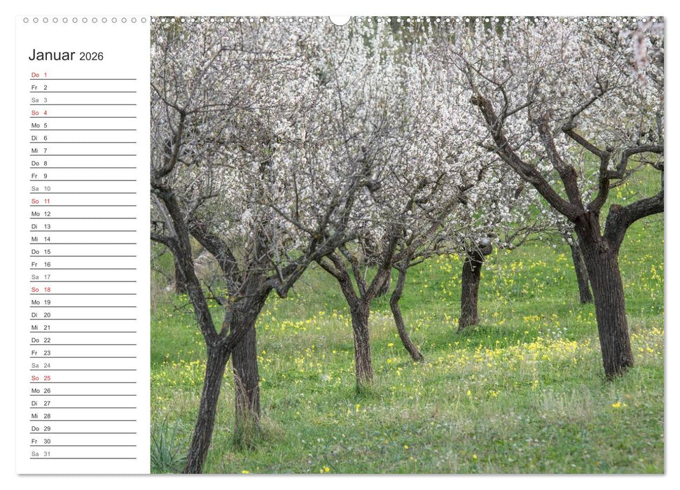Emotionale Momente: Mandeln (CALVENDO Wandkalender 2026)