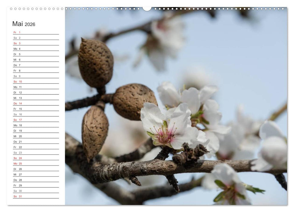 Emotionale Momente: Mandeln (CALVENDO Wandkalender 2026)