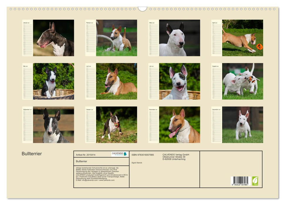 Bullterrier (CALVENDO Wandkalender 2026)