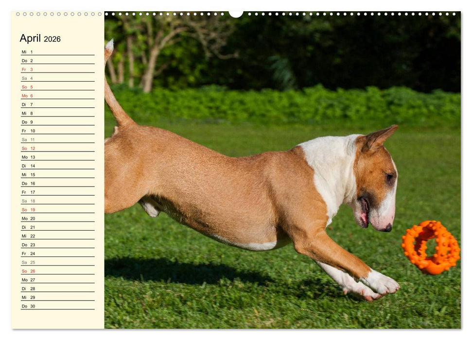 Bullterrier (CALVENDO Wandkalender 2026)