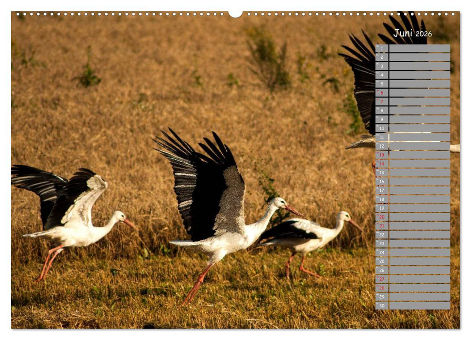 Lettland - Streifzüge durch das mittlere Baltikum (CALVENDO Premium Wandkalender 2026)