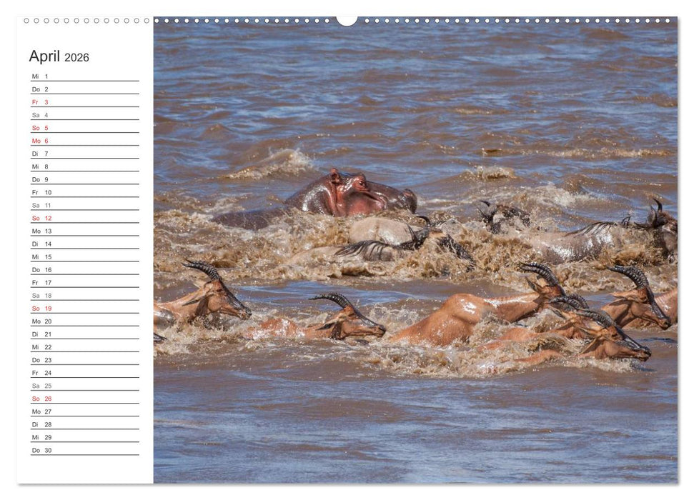 Emotionale Momente: Nilpferde hautnah (CALVENDO Wandkalender 2026)