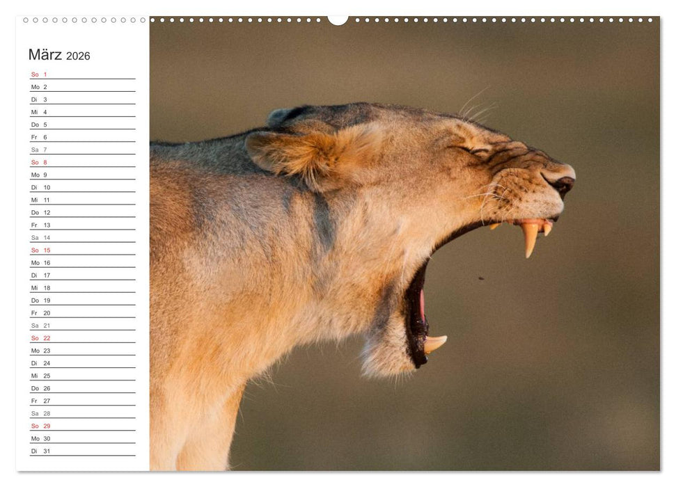 Emotionale Momente: Mein wildes Afrika (CALVENDO Wandkalender 2026)