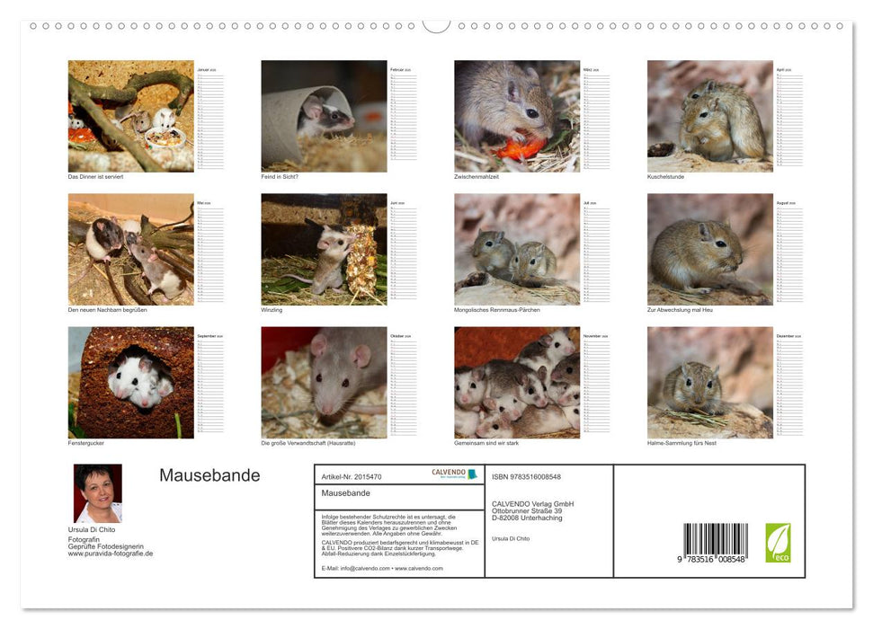 Mausebande (CALVENDO Premium Wandkalender 2026)