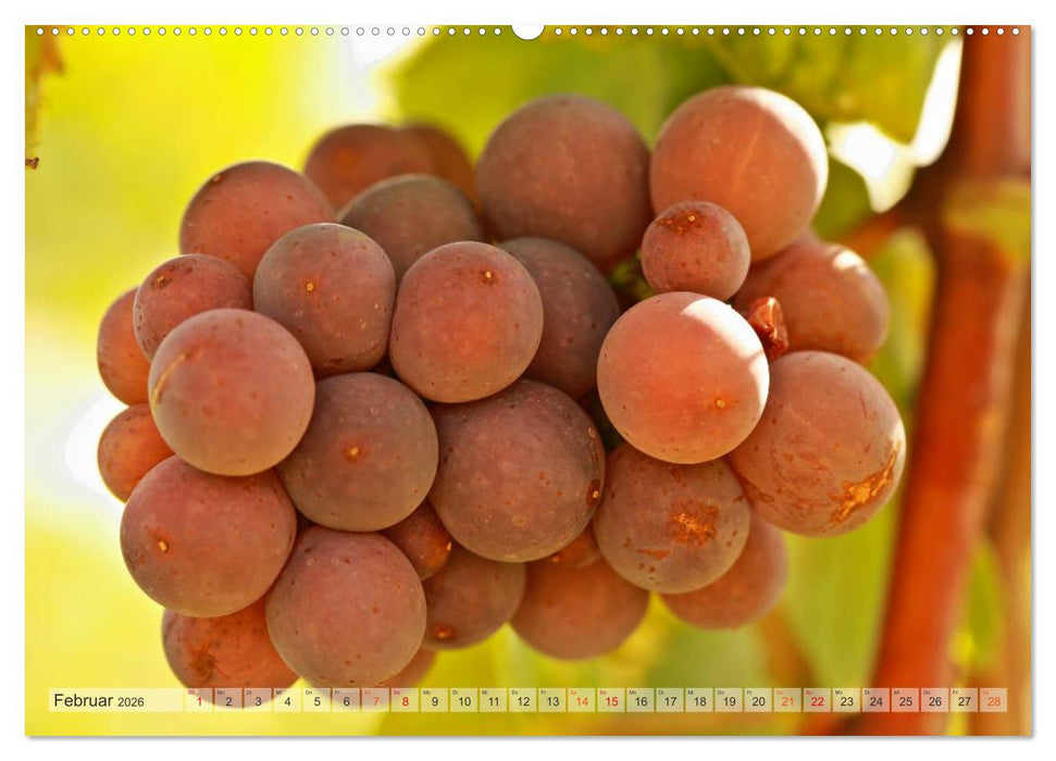 Wein- und Rebsorten aus Rheinland-Pfalz (CALVENDO Wandkalender 2026)