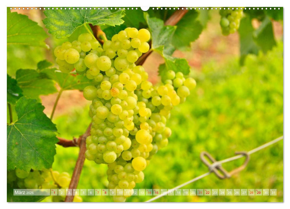 Wein- und Rebsorten aus Rheinland-Pfalz (CALVENDO Wandkalender 2026)