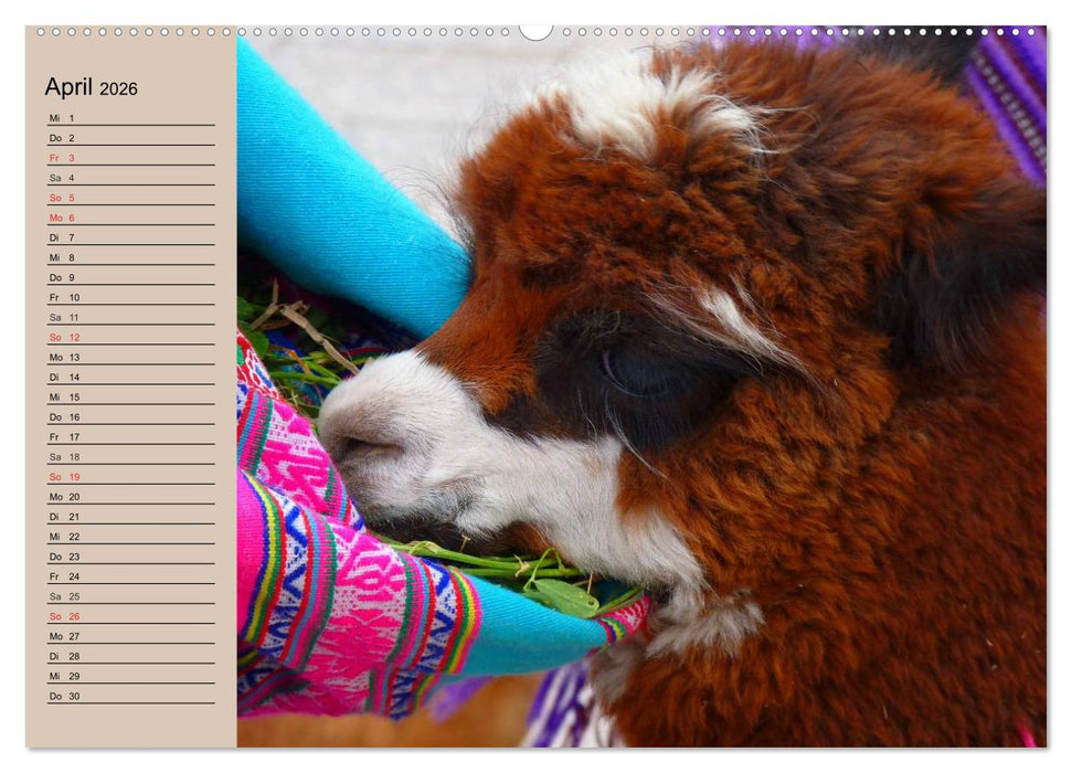 Alpakas und Lamas (CALVENDO Wandkalender 2026)