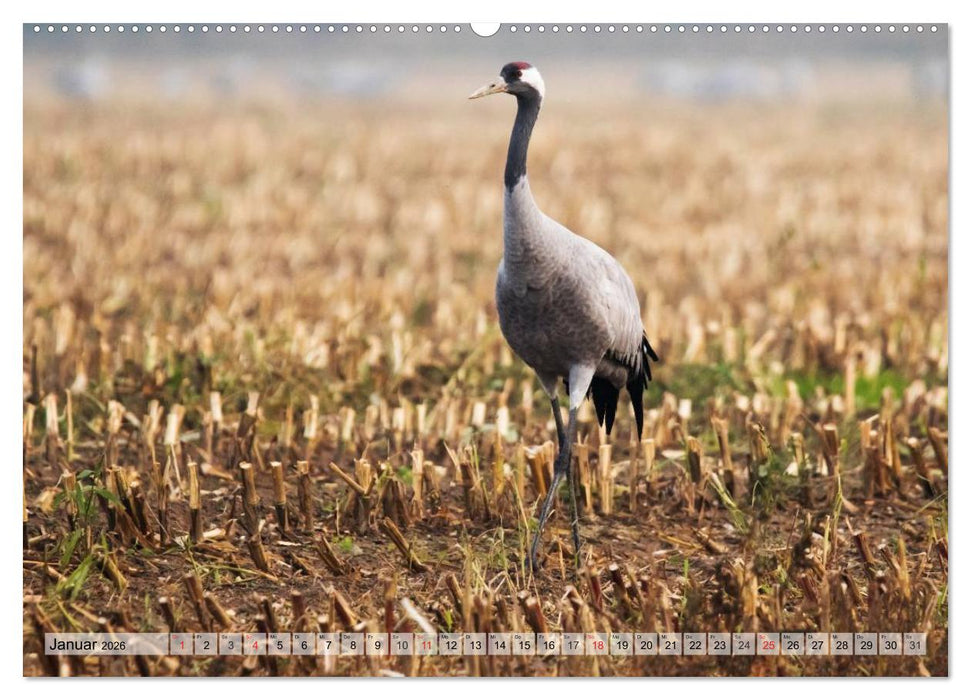 Kraniche auf dem Weg nach Süden (CALVENDO Wandkalender 2026)