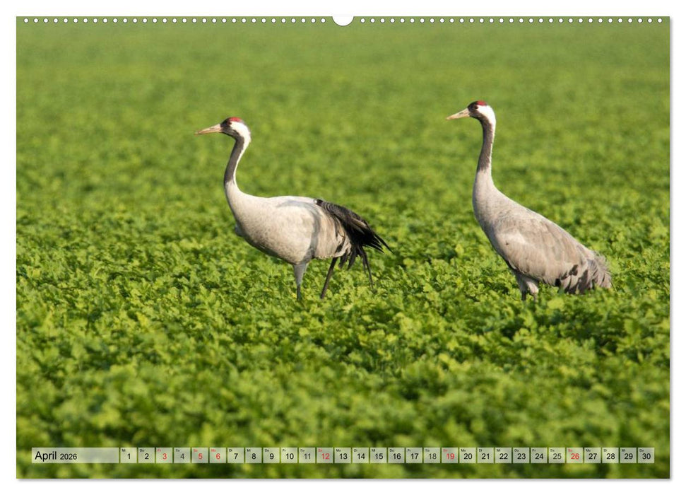 Kraniche auf dem Weg nach Süden (CALVENDO Wandkalender 2026)