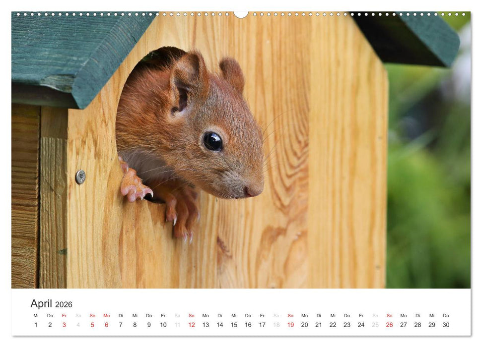 Eichhörnchen Kinder (CALVENDO Wandkalender 2026)