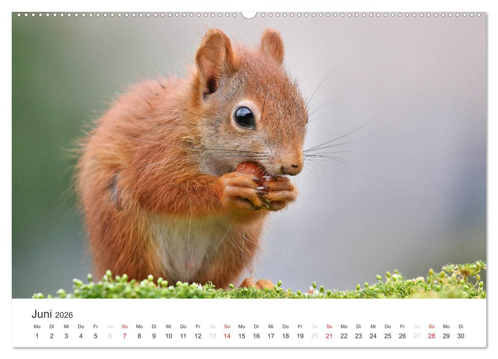 Eichhörnchen Kinder (CALVENDO Wandkalender 2026)