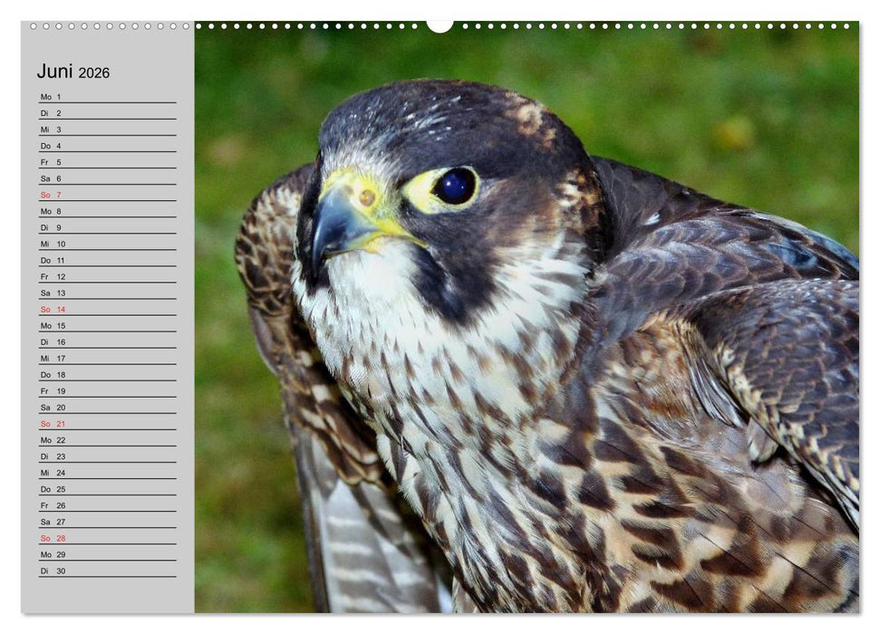 Falken und Greifvögel - Edle Jäger (CALVENDO Premium Wandkalender 2026)