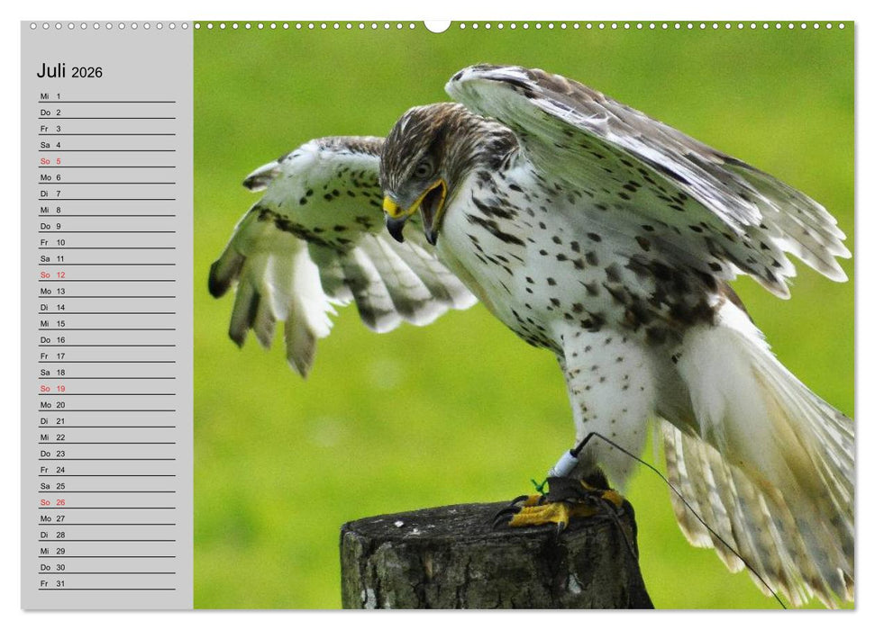 Falken und Greifvögel - Edle Jäger (CALVENDO Premium Wandkalender 2026)