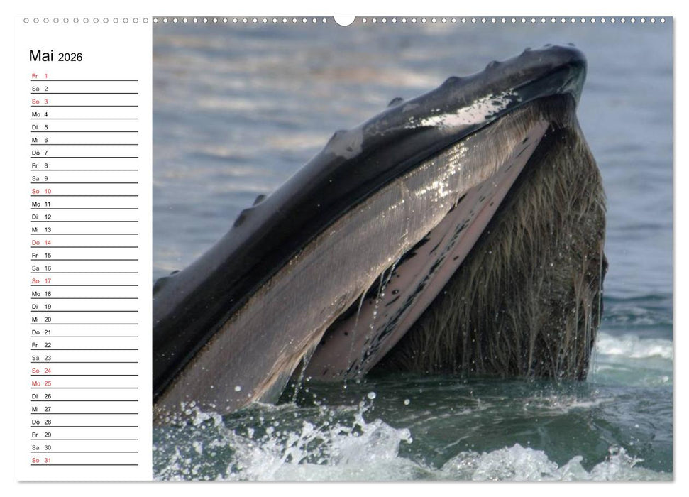 Wale. Kolosse der Meere (CALVENDO Premium Wandkalender 2026)