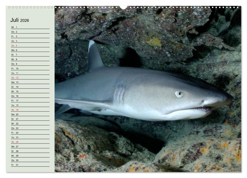 Leben in den Weltmeeren. Delfine, Wale und Haie (CALVENDO Premium Wandkalender 2026)