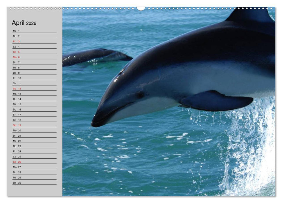 Delfine und Wale (CALVENDO Premium Wandkalender 2026)
