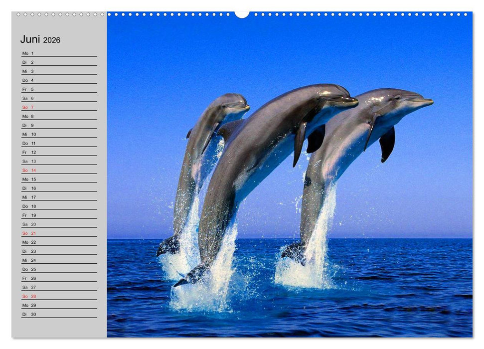 Delfine und Wale (CALVENDO Premium Wandkalender 2026)