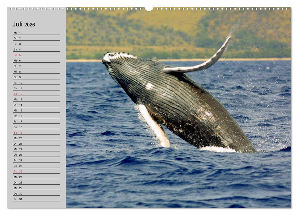 Delfine und Wale (CALVENDO Premium Wandkalender 2026)