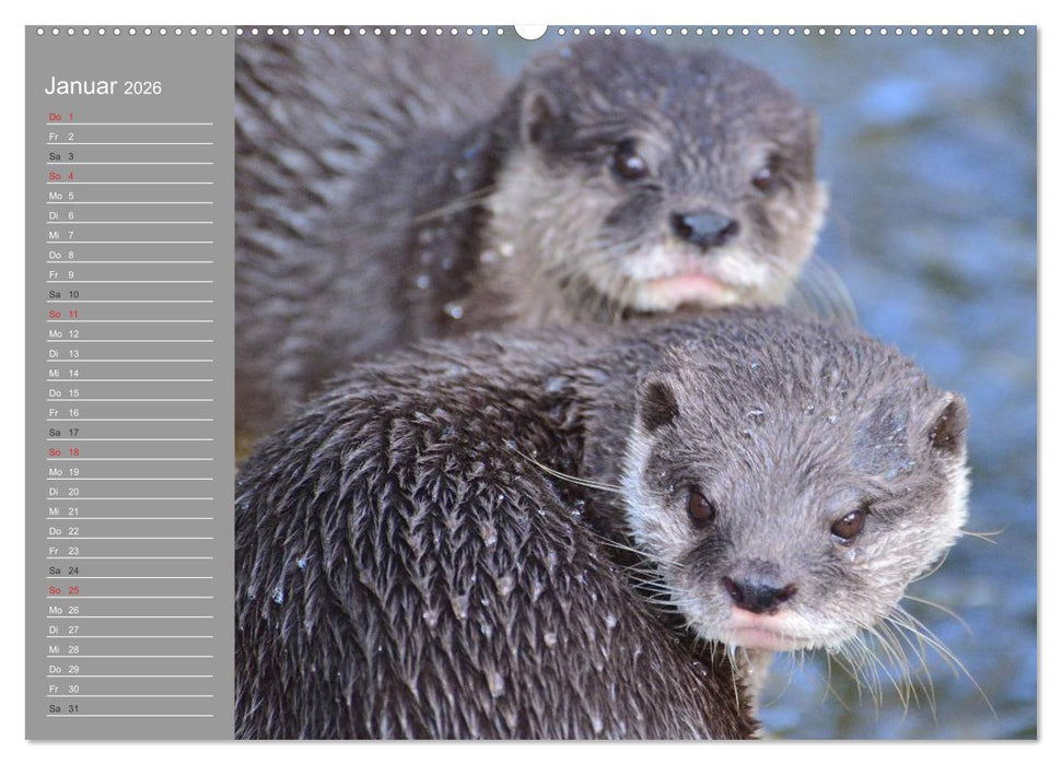 Otter. Frech, laut und clever (CALVENDO Premium Wandkalender 2026)