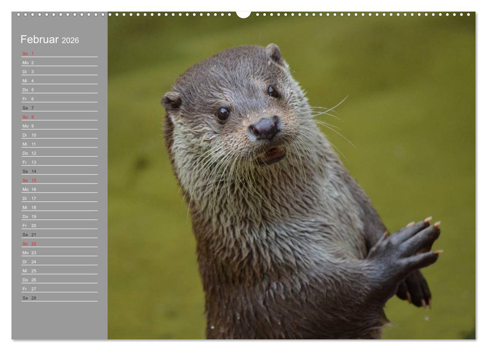 Otter. Frech, laut und clever (CALVENDO Premium Wandkalender 2026)