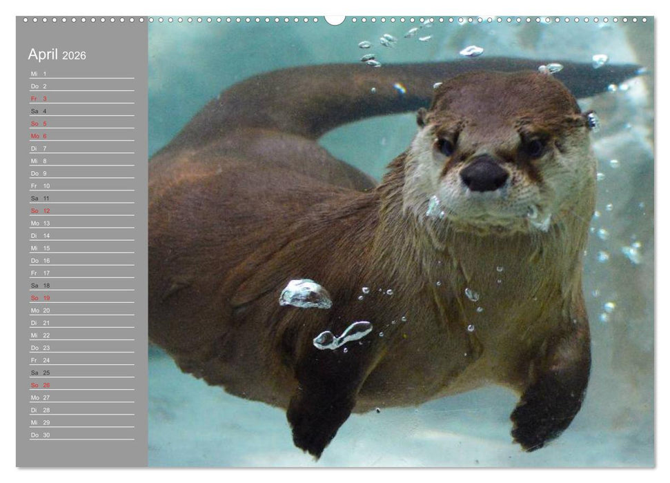Otter. Frech, laut und clever (CALVENDO Premium Wandkalender 2026)