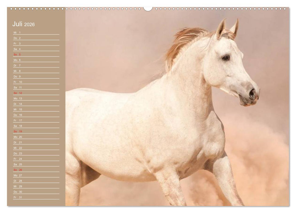 Pferde. Araber im Wüstensand (CALVENDO Premium Wandkalender 2026)