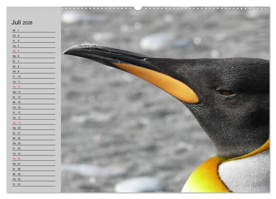 Pinguine - Watscheln im festlichen Kleid (CALVENDO Premium Wandkalender 2026)