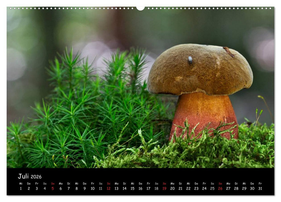 Pilzgalerie (CALVENDO Premium Wandkalender 2026)