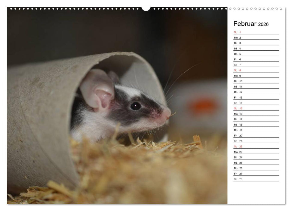 Mausebande (CALVENDO Wandkalender 2026)