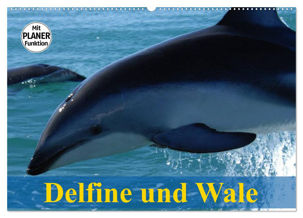 Delfine und Wale (CALVENDO Wandkalender 2026)
