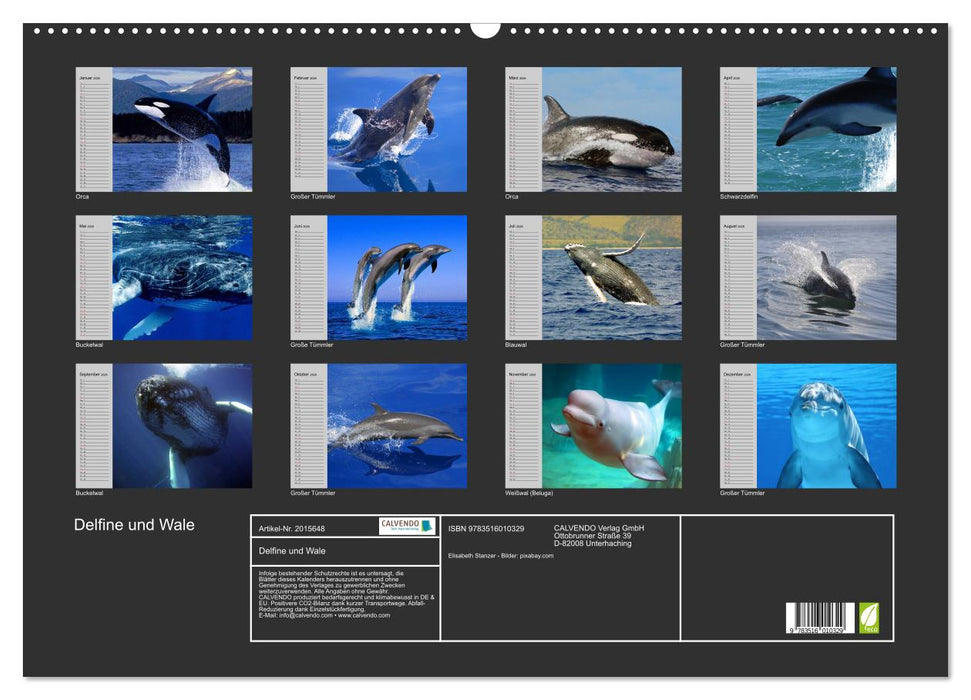 Delfine und Wale (CALVENDO Wandkalender 2026)