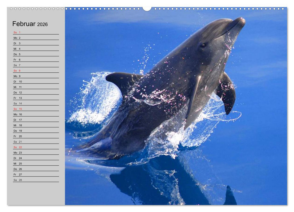 Delfine und Wale (CALVENDO Wandkalender 2026)