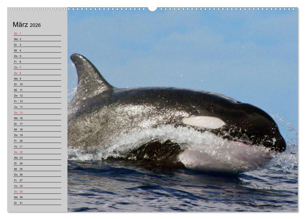 Delfine und Wale (CALVENDO Wandkalender 2026)