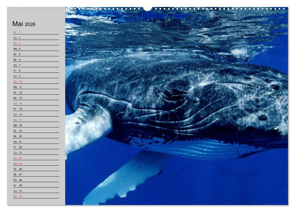 Delfine und Wale (CALVENDO Wandkalender 2026)