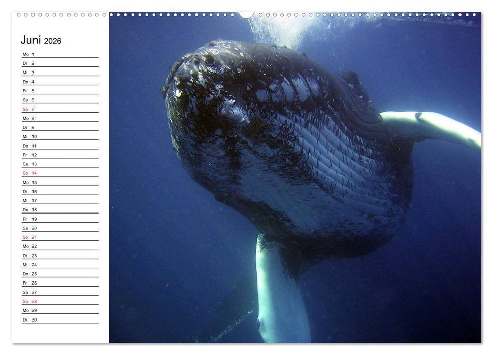 Wale. Kolosse der Meere (CALVENDO Wandkalender 2026)