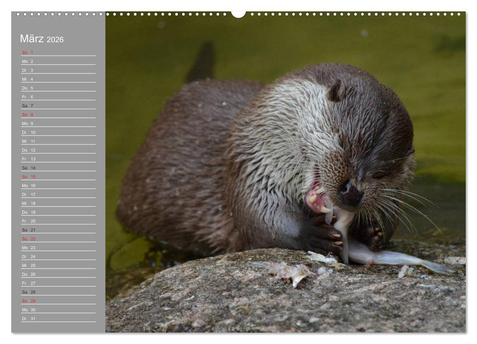Otter. Frech, laut und clever (CALVENDO Wandkalender 2026)